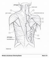 Netter Anatomia Netters Humana Designlooter Drawings Anatomía Consult Exercises sketch template