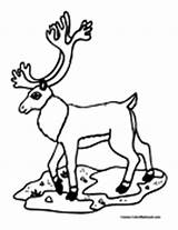Caribou Coloring Pages Colormegood Animals sketch template