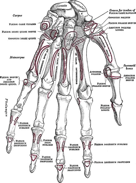 skeletal anatomy   hand hand clinics