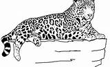 Jaguar Coloring Pages Downloadable Printable sketch template