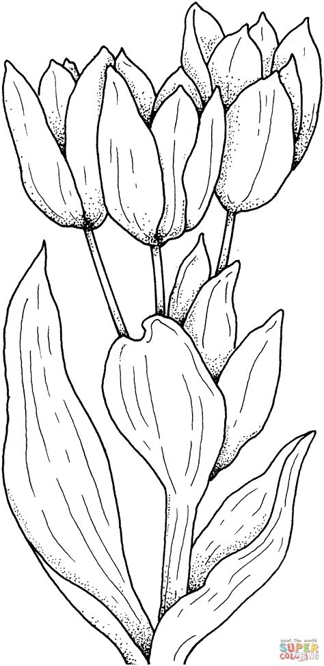 tulips flower coloring page  printable coloring pages