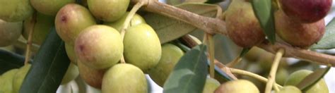 Special Fruit Tree Varieties You Won T Want To Miss Tallahassee