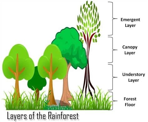 layered arrangements  vegetation   equatorial region