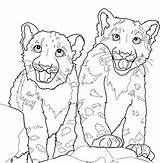 Leopard Coloring Pages Amur Baby Getcolorings Snow Color sketch template