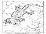 Gecko Coloring Leopard Colouring Printable Getcolorings Getdrawings sketch template