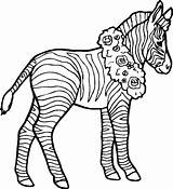 Zebra Coloring Pages Coloriage Printable Zebre Color Zebras Clipart Colouring Animal Down Dessin Zèbre Clipartbest Lying Coloringstar Masque Animals Print sketch template