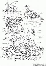 Lago Cisnes Coloring Colorare Disegni Swans Ptaki Cygnes Lac Colorkid Kolorowanki Dibujos łabędzie Cigni Jeziorze Aves Kolorowanka sketch template