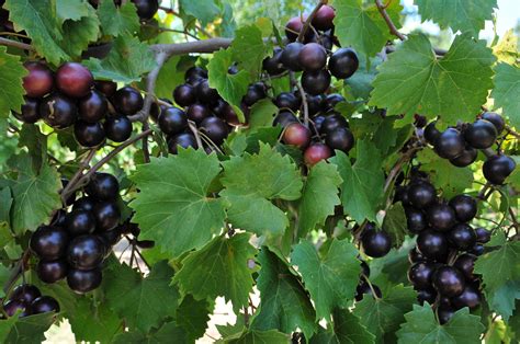 muscadine grapes  plant guide