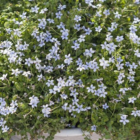 isotoma bluehender bodendecker   bodendecker bubikopf pflanzen
