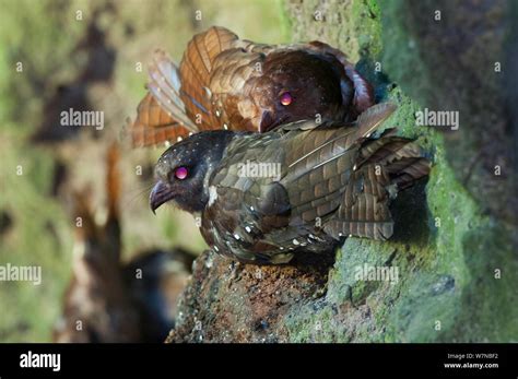 birds roosting  res stock photography  images alamy
