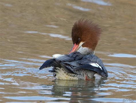common merganser feathered photography