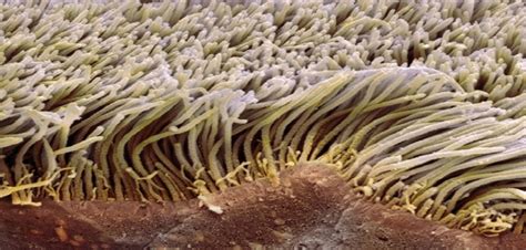 cilia  cells adjacent  tumours  impact signalling  influences cancer growth