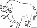 Yak Coloringall sketch template