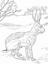 Rabbit Coloring Jack Jackrabbit Pages Drawing Antelope Printable Texas Getdrawings Tailed sketch template