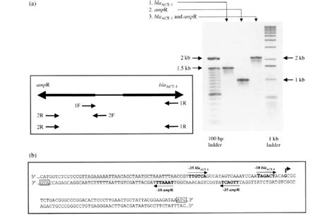 structural organization   plasmid mediated ampc lactamase gene  scientific