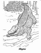 Coloring Crocodile Caiman 101coloring sketch template