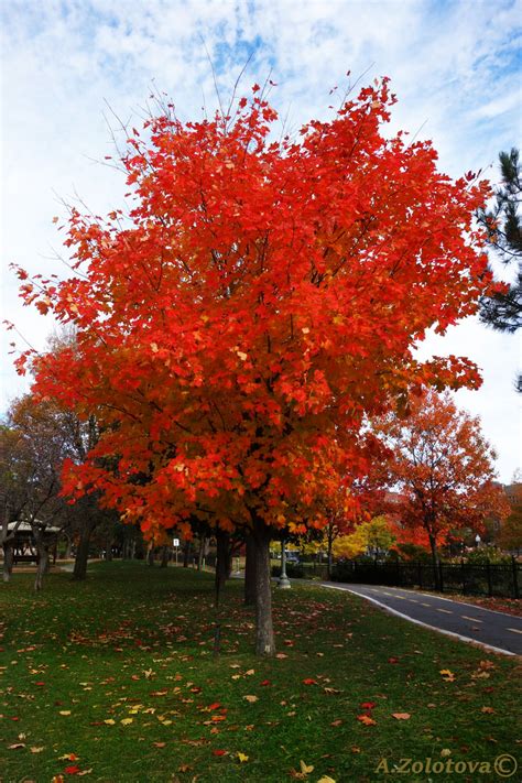 canadian maple tree  annazlove  deviantart