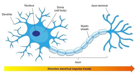 neuron adapted  perform  function socratic