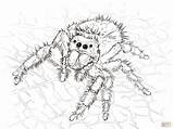 Tarantula Jumping Spiders Aranhas Vogelspinne Realistic Springspinne Daring Ragno Trapdoor Bestcoloringpagesforkids Designlooter Spinnen Spinne Disegnare Stampare Kategorien sketch template