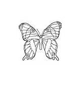 Leafwing Coloring Pages Animals sketch template