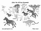 Grassland Savanna Biome Zebra Grasslands Africa Dltk Rainforest Onlycoloringpages sketch template