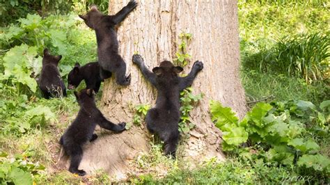 Black Bear With 5 Cubs Is A Rare Sight