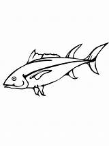 Tuna Coloring Fish Pages Yellowfin Pacific Bluefin Drawing Salmon Color Kids Drawings Getdrawings Printable 38kb 1000px sketch template