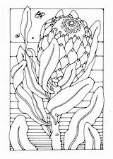 Protea Malvorlage Kleurplaat Flower Malvorlagen Bocca Designlooter Schulbilder Educolor Herunterladen sketch template