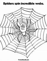 Coloring Spider Web Spin Spiders Webs Pages Sheet Worksheet Legs Book Incredible Drawing Amazing Template Print Spinning Crab Ww Socks sketch template