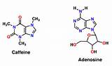 Caffeine Adenosine Molecule Proteopedia Structure Body Effects Molecular Effect Motd Gif Et Will Wiki sketch template