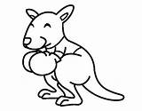 Kangaroo Coloring Boxing Baby Pages Coloringcrew Colorear Dibujo Sports Getcolorings Other sketch template