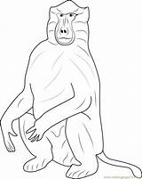 Baboons Baboon Coloringpages101 sketch template