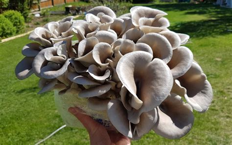 grow oyster mushrooms freshcap mushrooms