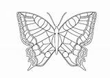 Butterfly Coloring Pages Morpho Blue Color Printable Sheets Getcolorings Butter sketch template
