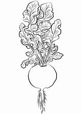 Radish Coloring Turnip Pages Drawing Printable Categories Supercoloring sketch template