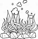 Seaweed Cartoon Choose Board Line sketch template