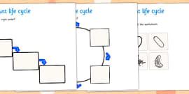 ant life cycle growth display posters teacher