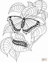 Butterfly Coloring Pages Caterpillar Drawing Printable Cocoon Color Purplekittyyarns Kids Dibujo Public sketch template