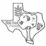 Pecan Tree Texas Coloring Clipart Pages State Sheets Color Drawing Clip Cliparts Texasbob Bob Colouring Clipartbest Library Flag Pecans Gif sketch template