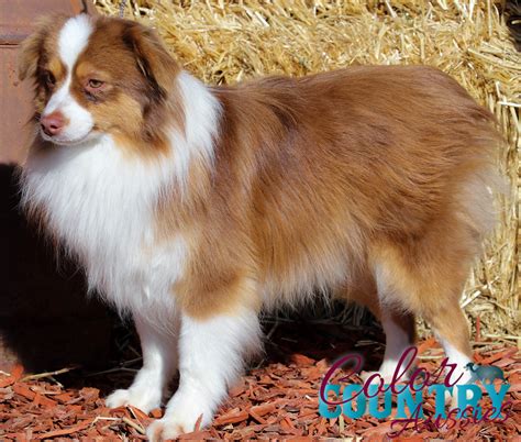 lucks red tri male color country aussies