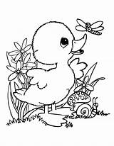 Coloring Baby Pages Duck Spring Animal Cute Colouring Easter Animals Choose Board Printable sketch template