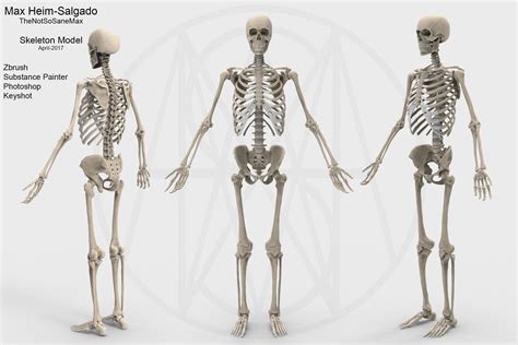 model accurate human skeleton vr ar  poly cgtrader