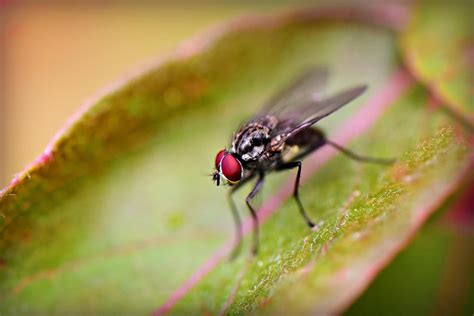 master of manipulation this zombie fungus makes male flies mate with