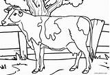 Kuh Dairy Lembu Mewarna Cool2bkids Kanak Head Getdrawings Membuat Kreatif sketch template