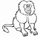 Baboon Coloring Pages Color Print Kids Animals Animal Printable sketch template