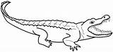 Crocodile Alligator Nile Alligators Spectacle Webstockreview Getdrawings Clipartmag Designlooter Getcolorings Coloringsun sketch template