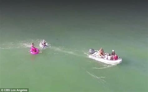 drone footage shows swimmers close  sharks  california daily mail