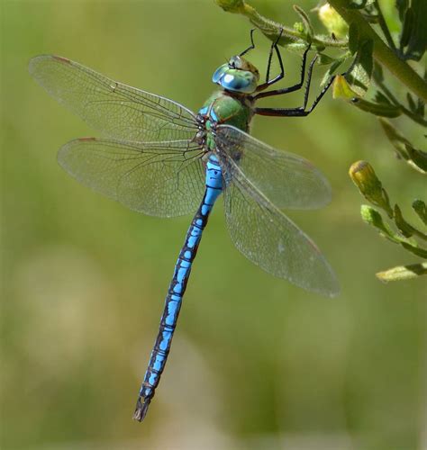 dragonfly fly quotes quotesgram