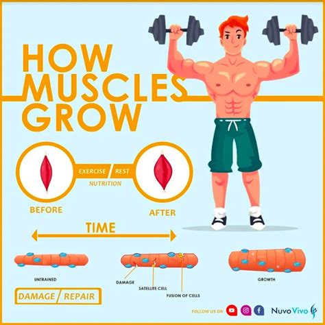 muscles grow nuvovivo