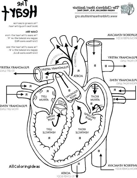 heart anatomy coloring pages
